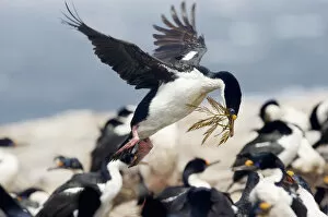 Preparation Gallery: Imperial Shag (Leucocarbo atriceps)
