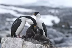 Imperial Shags or Antarctic Cormorants -Phalacrocorax atriceps-, pair feeding their chicks, Jougla Point, Port Lockroy