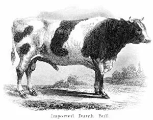 Images Dated 25th March 2017: Imported dutch bull engraving 1873