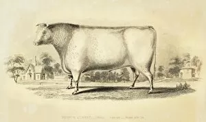 Images Dated 18th June 2015: Improved Short horn bull 1841