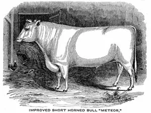 Images Dated 18th June 2015: Improved Short horn bull 1841