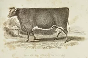 Images Dated 18th June 2015: Improved Short horn cow 1841