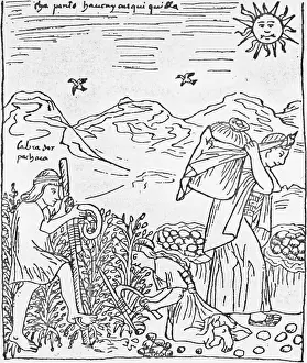 Peru Prints: Incas Harvesting Potatoes