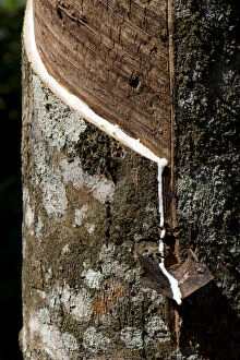 Images Dated 23rd February 2013: Incised Rubber Tree -Hevea brasiliensis-, natural rubber production on a plantation, Peermade
