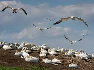 Large Group Of Animals Collection: Incoming gannets