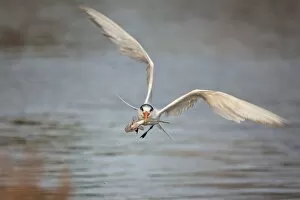Images Dated 28th September 2014: Incoming Tern with fish