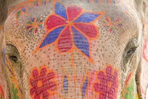 Elephant Gallery: India, Allahabad, painted elephant, close-up