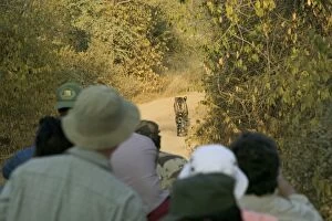 Images Dated 1st December 2004: India, Rajasthan, Ranthambore NP, ecotourists watching tiger on path