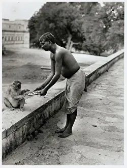India Rite for Monkey Reverence