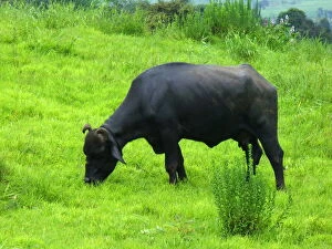 Western Ghats Collection: Indian Buffalo