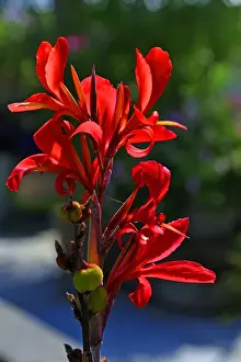 Bayern Prints: Indian Canna -Canna hybrids-, Erlangen Botanical Garden