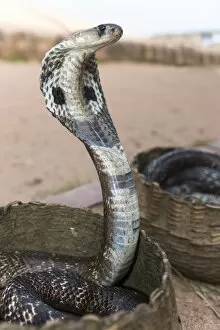 Animals In Captivity Collection: Indian Cobra, Asian Cobra or Spectacled Cobra -Naja naja-, Pettigalawatta Region