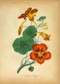Images Dated 7th July 2016: Indian CrefsVictorian Botanical Illustration