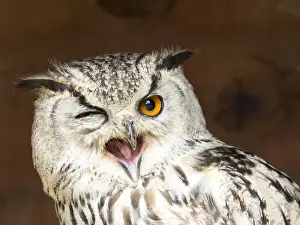 Headshot Prints: Indian eagle owl portrait with open mouth (bubo bengalensis), Pyrenees, France