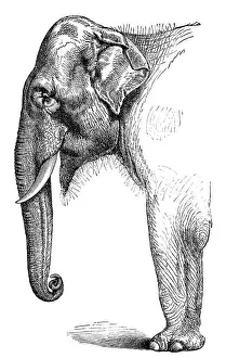 Indian Elephant