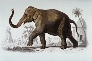 Photodisc Collection Prints: Indian Elephant