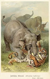 Images Dated 6th July 2016: Indian elephant fighting tiger 1888