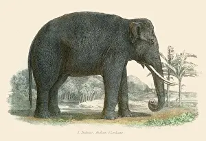 Elephant Prints: Indian elephant illustration 1803