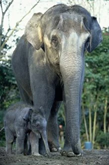 Animals In Captivity Collection: Indian Elephants (Elephas Maximus), Mother and Baby