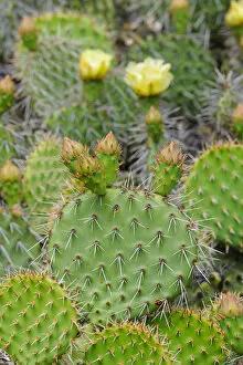 Images Dated 2nd June 2011: Indian fig opuntia, Barbary fig -Opuntia ficus-indica-