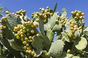Images Dated 9th August 2012: Indian Fig Opuntia -Opuntia ficus indica-, Aeolian Islands, Italy
