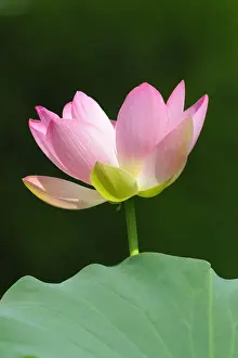 Types Prints: Indian Lotus, Sacred Lotus, Bean of India (Nelumbo nucifera)