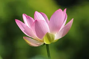 Indian Lotus, Sacred Lotus, Bean of India (Nelumbo nucifera)