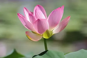 Types Prints: Indian Lotus, Sacred Lotus, Bean of India (Nelumbo nucifera)