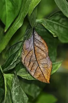 Indian or Malayan Leafwing Butterfly -Kallima paralekta-, the closed wings mimic the shape