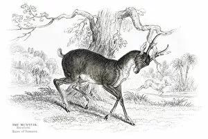 Images Dated 10th May 2015: The Indian Muntjac engraving 1855