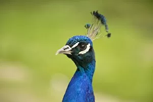 Images Dated 10th June 2013: Indian Peafowl or Blue Peafowl -Pavo cristatus-, male, North Rhine-Westphalia, Germany