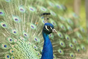Images Dated 10th June 2013: Indian Peafowl or Blue Peafowl -Pavo cristatus-, male displaying, North Rhine-Westphalia, Germany