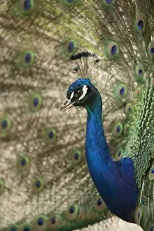 Images Dated 10th June 2013: Indian Peafowl or Blue Peafowl -Pavo cristatus-, male displaying, North Rhine-Westphalia, Germany