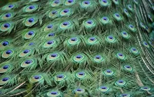 Images Dated 22nd May 2011: Indian Peafowl or Blue Peafowl -Pavo cristatus-, male, detail of peacock feathers
