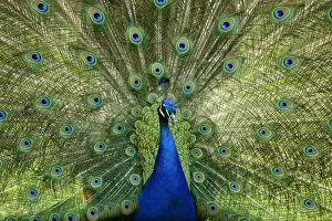 Images Dated 22nd May 2011: Indian Peafowl or Blue Peafowl -Pavo cristatus-, male, displaying