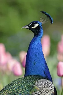Images Dated 8th April 2011: Indian Peafowl -Pavo cristatus-, adult male