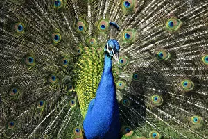 Images Dated 7th April 2010: Indian Peafowl -Pavo cristatus- displaying