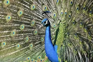 Images Dated 7th April 2010: Indian Peafowl -Pavo cristatus- displaying