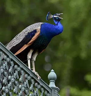 Images Dated 13th May 2012: Indian peafowl (Pavo cristatus) perching on a fence, Stuttgart, Baden-Wurttemberg, Germany