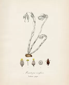Images Dated 28th April 2017: Indian pipe plant botanical engraving 1843