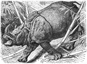 Images Dated 14th October 2016: Indian Rhinoceros (Rhinoceros Unicornis)
