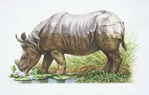 Odd Toed Hoofed Gallery: Indian Rhinoceros, Rhinoceros unicornis, side view, grazing by Pond