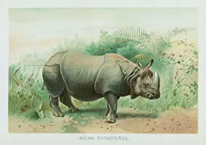 Images Dated 26th October 2018: Indian rhinocerus chromolithograph 1896
