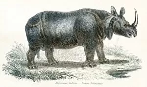 Images Dated 3rd April 2017: Indian Rhinocerus engraving 1803