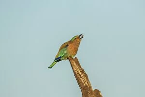 Images Dated 20th December 2012: Indian Roller -Coracias benghalensis-, Keoladeo National Park, Rajasthan, India