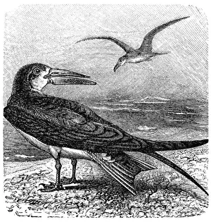 The Indian skimmer or Indian scissors-bill (Rynchops albicollis)
