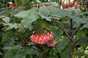 Indian Soapberry -Sapindus mukorossi-, flowering, native to Asia, Mannheim, Baden-Wurttemberg, Germany