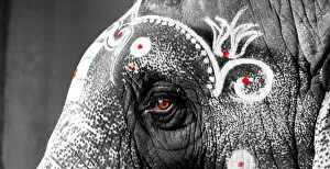 Images Dated 22nd May 2011: Indian temple elephant close up