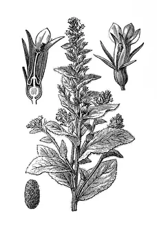 Campanula Prints: Indian Tobacco or Lobelia inflata or Asthma weed