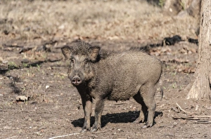Images Dated 11th April 2012: Indian Wild Boar -Sus scrofa cristatus-, Nagarhole National Park, Karnataka, India